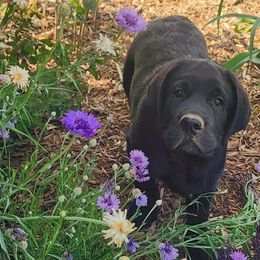 Boy 2 - Labrador Retriever puppy in Stewartstown, Pennsylvania from Seahawk Labradors