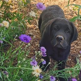 Boy 2 - Labrador Retriever puppy in Stewartstown, Pennsylvania from Seahawk Labradors