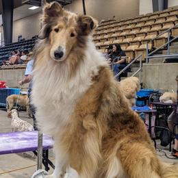 Laa-Laa - Sable merle and white female Collie puppy in Dickson, Tennessee from Ceilidh Collies
