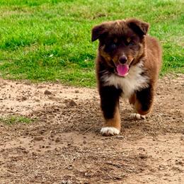 Nova - Red tri-color female Australian Shepherd puppy in Mineral Wells, Texas from A6 Australian Shepards