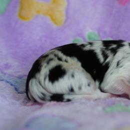 Muffin - Blue merle female Miniature Australian Shepherd puppy in Chesapeake, Virginia from Beaver Dam Mini Aussies
