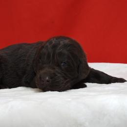 Misha Female Orange Collar - Brown female Newfoundland puppy in Dalton, Ohio from Newfforu