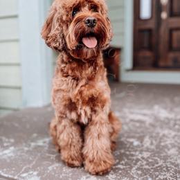 Lyka - Cockapoo