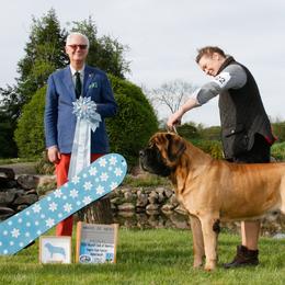 Mastiff All Grown Up from Bittersweet Lane Mastiffs