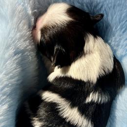 Shih Tzu puppies from Bling Shih Tzu