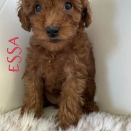 Essie - Red  female Poodle puppy in Gilbert, Arizona from My Poodle Bears