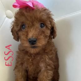 Essie - Red  female Poodle puppy in Gilbert, Arizona from My Poodle Bears