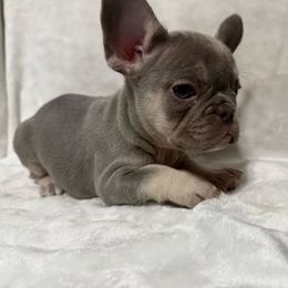 Roxy - Tricolors female French Bulldog puppy in Fulton, Missouri from FamLee Frenchies