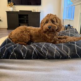 Bernedoodle and Goldendoodle All Grown Up from Dainty Doodle Dogs