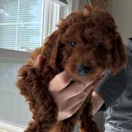 Arlo - Red  male Goldendoodle puppy in Germantown, Maryland from Honey Blossom Doodles