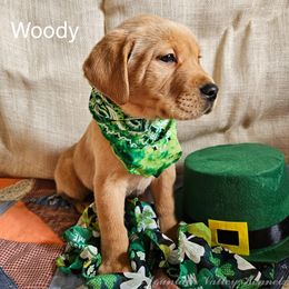 Labrador Retriever Puppies from Mountain Valley Kennels