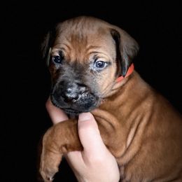 Boy 3 - Rd whtn blk nose Rhodesian Ridgeback puppy in Cary, Illinois from Blyde River Rhodesian Ridgebacks