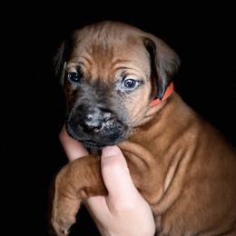Boy 3 - Rd whtn blk nose Rhodesian Ridgeback puppy in Cary, Illinois from Blyde River Rhodesian Ridgebacks