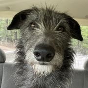 Elflock - Lurcher