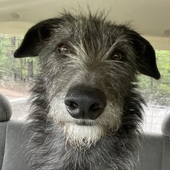 Elflock - Lurcher
