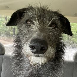 Elflock - Lurcher