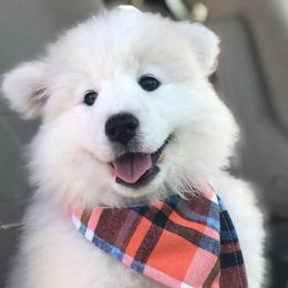 'Let Freedom Ring' (lime green girl) - White female Samoyed puppy in Bearcreek, Montana from Morning Star Samoyeds