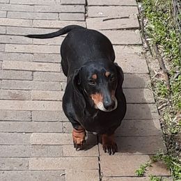 Dachshund All Grown Up from Efferson's Little Weiners