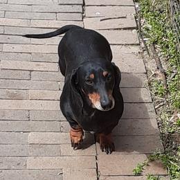 Dachshund All Grown Up from Efferson's Little Weiners