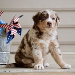 Gouda - Red merle male Australian Shepherd puppy in Glenville, Pennsylvania from Rolling Hills Australian Shepherds