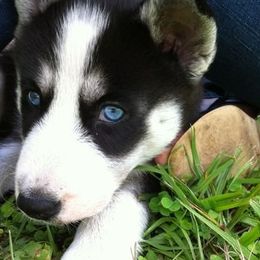 Siberian Huskies from Carmona Kennels