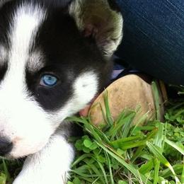 Siberian Huskies from Carmona Kennels
