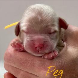 Peg - Buff female Cockapoo puppy in Mocksville, North Carolina from Little Bear Doodles