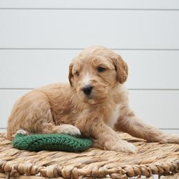 Pumba-Dark Green collar - Apricot male Goldendoodle puppy in Arlington, Washington from Anderson Goldendoodles