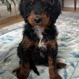 Bernedoodle Puppies from East Coast Bernedoodles