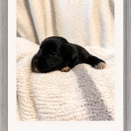 Tom - Black male Miniature Schnauzer puppy in Summerfield, Florida from M & M Schnauzers