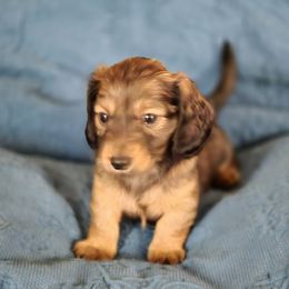 Boy 1 - Red male Dachshund puppy in Lucedale, Mississippi from Marilyn's Dachshunds