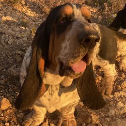 Hank - Basset Hound