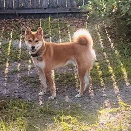 Loki - Shiba Inu