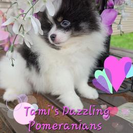 Maizie - Tri-colored female Pomeranian puppy in Howard County, Indiana from Tami's Dazzling AKC Pomeranians