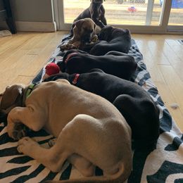 Great Dane Puppies from Janet Taylor