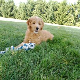 Cavalier King Charles Spaniel, Goldendoodle, and Golden Retriever Puppies from Outback Puppies