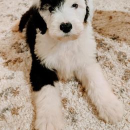 Goldendoodle, Old English Sheepdog, and Sheepadoodle Puppies from V6 Ranch Dogs