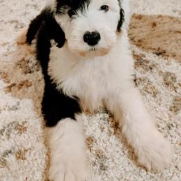 Goldendoodle, Old English Sheepdog, and Sheepadoodle Puppies from V6 Ranch Dogs
