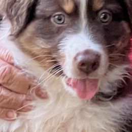 Australian Shepherds from Best Aussies