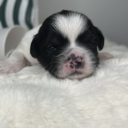 Matcha - Black and white Shih Tzu puppy in Atlanta, Georgia from YorkShih Pup & Co