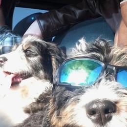 Bernedoodles, Poodles, and Shiba Inu from WhiskeyCreek Doodles