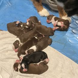 Australian Shepherd and Poodle Puppies from The Mason Farm