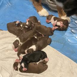 Australian Shepherd and Poodle Puppies from The Mason Farm