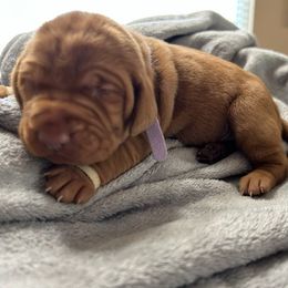 Teal - Golden rust female Vizsla puppy in Maineville, Ohio from Izabella Vizslas