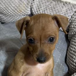 Boy 3 - Stag red male Miniature Pinscher puppy in Humboldt, Arizona from Nizhoni Miniature Pinschers of ARIZONA