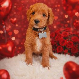 Atticus - Red  male Goldendoodle puppy in Boise, Idaho from Goldendoodle Baby