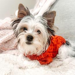 Marshmallow - Black tan and white male Biewer Terrier puppy in Branford, Connecticut from CT Fuzzy Bugs - Biewer Terriers