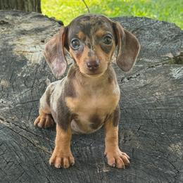 Nora - Dapple female Dachshund puppy in Industry, Illinois from KDKs Kennels