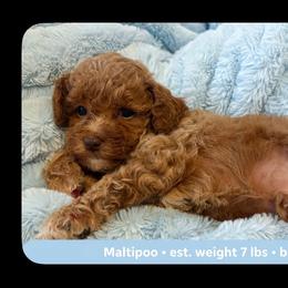 Little Bo - Red male Maltipoo puppy in Springtown, Texas from Bluebonnett Maltipoos and Cavapoos