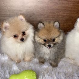 Pomeranian Puppies from BD Poms